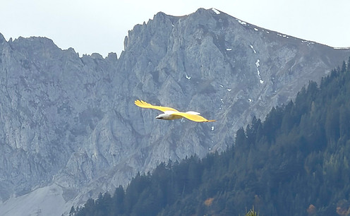 Planeprint Eagle NG in flight