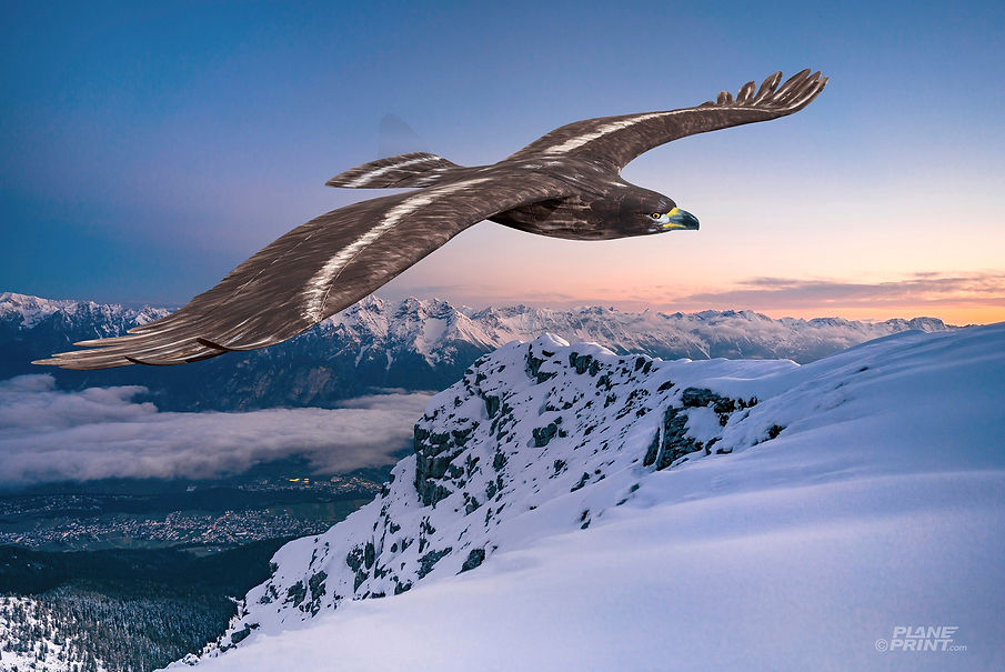 3d printed rc plane Planeprint Eagle.
