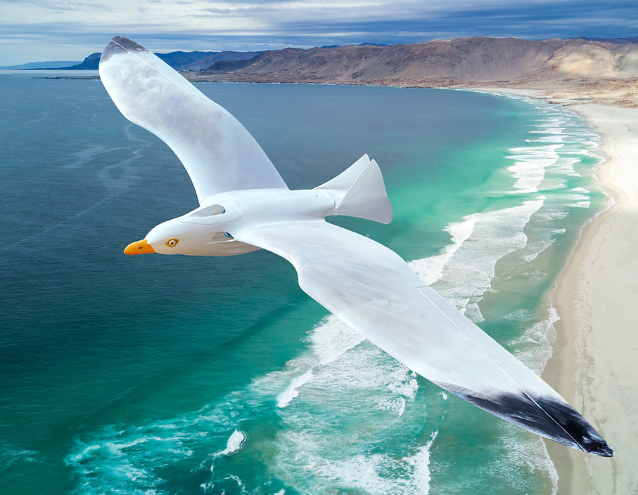 Planeprint Seagull edf version