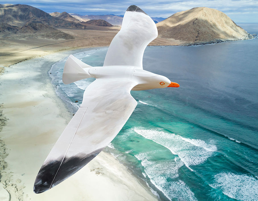 Planeprint Seagull Glider version